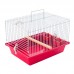 GAI TRANP/ P/ CALOPSITA VM PET P*0