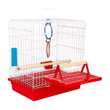 97644 - GAI ARAME CALOPSITA JUNIOR VM P*0